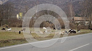 A flock of sheep grazing in the field