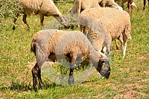 Flock of sheep grazing in the field photo