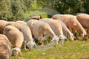 Flock of sheep grazing in the field photo