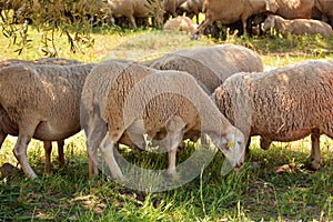 Flock of sheep grazing in the field photo