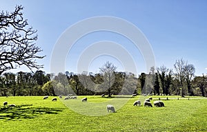 Flock of sheep grazing on a field of farmland in Wales - Llandeilo, Carmarthenshire, Wales, UK photo