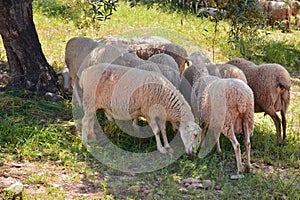 Flock of sheep grazing in the field photo