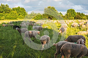 Flock of sheep grazing in the field on a sunny day