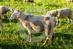 Flock of sheep grazing in the field on a sunny day