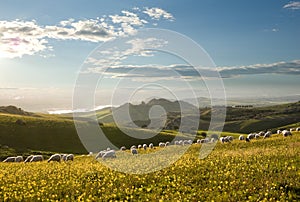 Flock of sheep grazing in flowered field