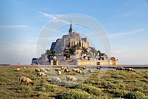 Flock of sheep grazing in front of Mont Saint Michel abbey, UNESCO world heritage site in Normandy, France.