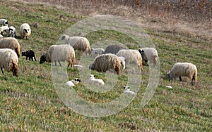 Flock of sheep grazing grass and lambs resting in grass