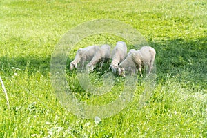 Flock of sheep grazing the grass in the mountains. Eco farm organic products concept