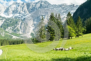 Flock of sheep grazing the grass in the mountains. Eco farm organic products concept