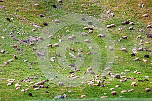 Flock of sheep grazing on a grass slope