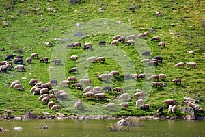 Flock of sheep grazing on a grass slope