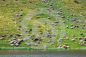 Flock of sheep grazing on a grass slope