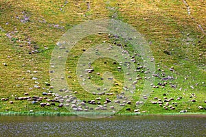 Flock of sheep grazing on a grass slope