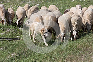 Flock of Sheep Grazing Grass in a Streambed in Springtime