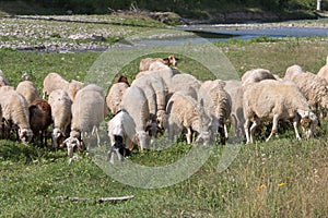 Flock of Sheep Grazing Grass in a Streambed in Springtime