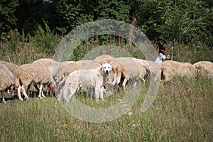 Flock of Sheep Grazing Grass in a Streambed in Springtime