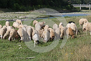 Flock of Sheep Grazing Grass in a Streambed in Springtime