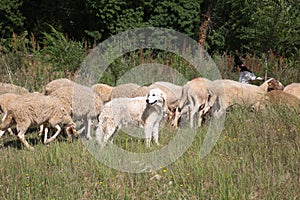 Flock of Sheep Grazing Grass in a Streambed in Springtime