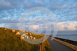 Flock of sheep grazing on grassy dune at coastal strip with promenade by dawn