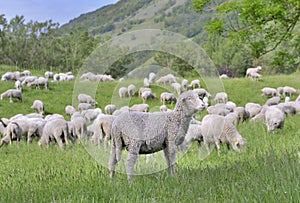 Flock of sheep grazing in green alpine pasture