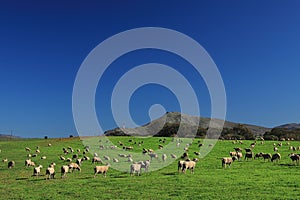 A flock of sheep grazing on a green field