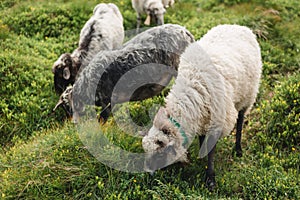 Flock of sheep grazing in a green hill. Livestock, Countryside. Sheep provide wool and milk, meat