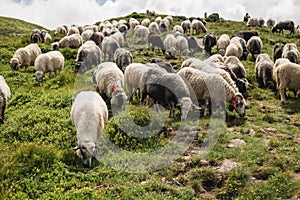 Flock of sheep grazing in a green hill. Livestock, Countryside. Sheep provide wool and milk, meat