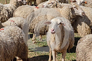 Flock of sheep grazing on green meadow