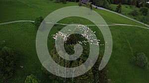 A flock of sheep grazing in a green meadow. Aerial shot with a drone around sheep and sheep dogs.