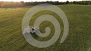 Flock of sheep grazing in the green meadow. Circeling around with drone.