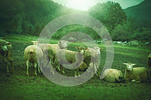 Flock of sheep grazing on the green meadow.High quality photo.