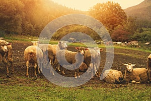 Flock of sheep grazing on the green meadow.High quality photo.