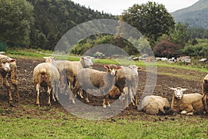 Flock of sheep grazing on the green meadow.High quality photo.