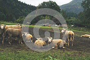 Flock of sheep grazing on the green meadow.High quality photo.