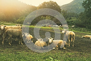 Flock of sheep grazing on the green meadow.High quality photo.