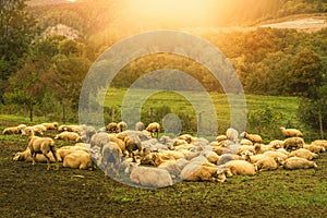 Flock of sheep grazing on the green meadow.High quality photo.