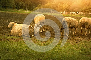 Flock of sheep grazing on the green meadow.High quality photo.