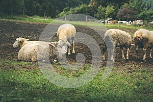 Flock of sheep grazing on the green meadow.High quality photo.