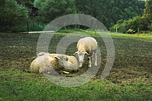 Flock of sheep grazing on the green meadow.High quality photo.