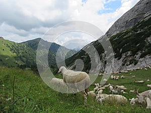 Flock of sheep grazing in the green meadow in the mountains