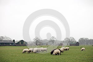 Flock of sheep grazing in green meadow near Leusden in province of utrecht