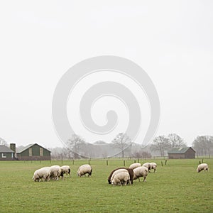 Flock of sheep grazing in green meadow near Leusden in province of utrecht