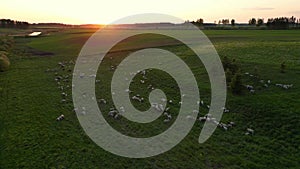 Flock sheep grazing in the green meadow sunset. Flock of sheep grassland pasture