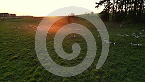 Flock of sheep grazing in the green meadow with sunset. Flock of sheep moving