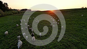 Flock of sheep grazing in green meadow. White and black sheeps. Estonia nature