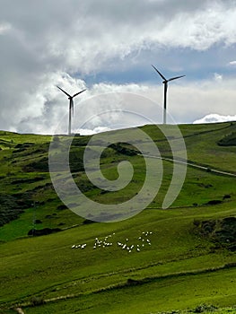 flock of sheep grazing in green meadows with wind turbines, Sicily, Italy