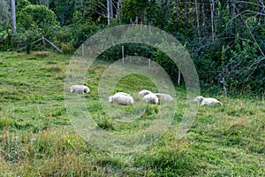 Flock of Sheep Grazing on Green Pasture Near Forest