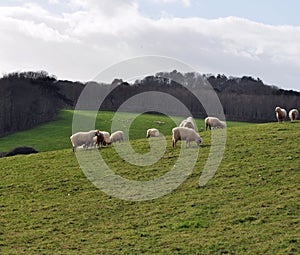 Flock of sheep grazing on a hill