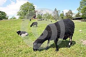 Flock of sheep grazing in a hill