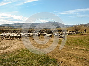 A flock of sheep grazing on the hill